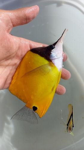 沖縄本島
