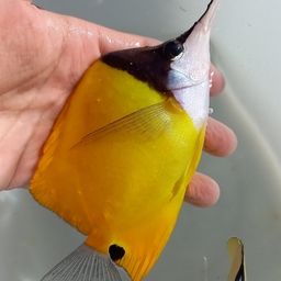 チョウチョウウオ