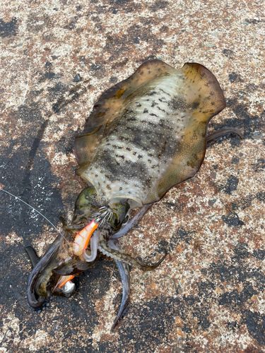 アオリイカの釣果