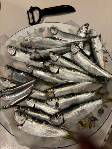 サッパの釣果