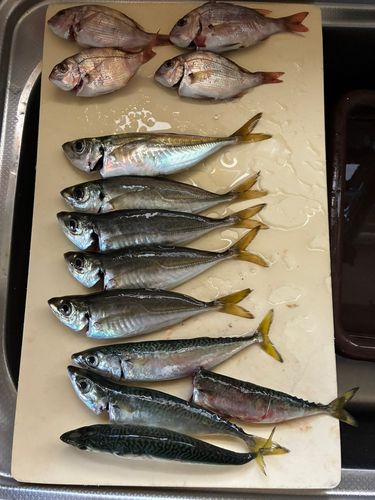 アジの釣果