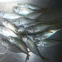 アジ