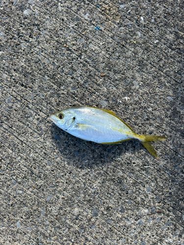 勝浦湾