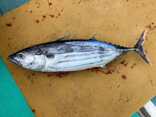 カツオの釣果