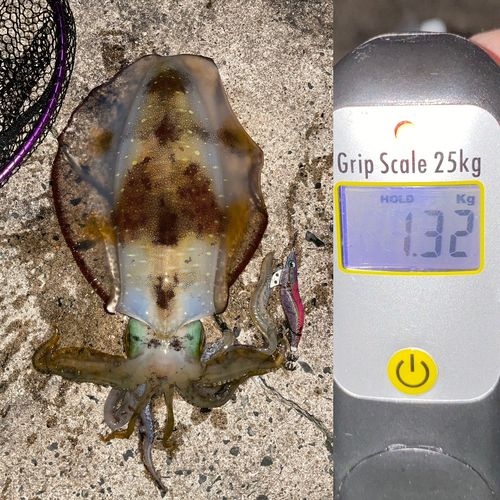 アオリイカの釣果