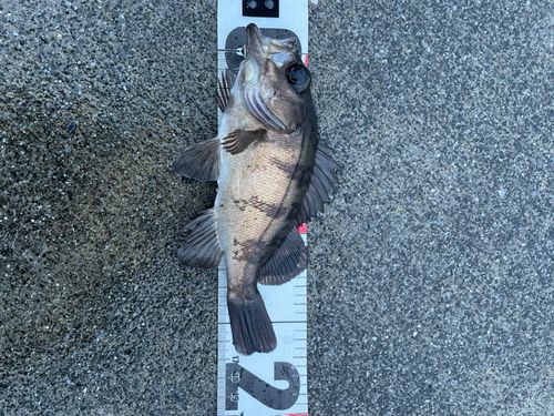 メバルの釣果