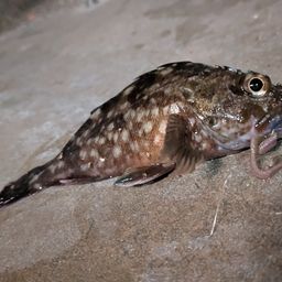 カサゴ