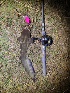 ニホンナマズの釣果