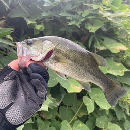 ブラックバス