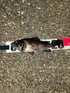 クロソイの釣果