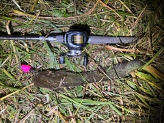 ニホンナマズの釣果