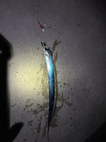 タチウオの釣果