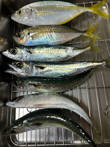 マサバの釣果