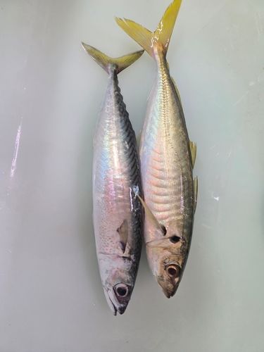静岡県西部