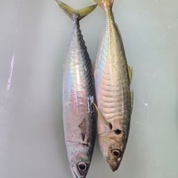 マアジ