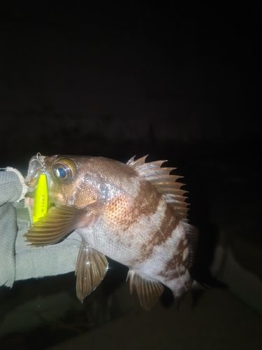 気仙沼湾
