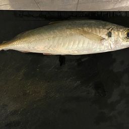 アジ