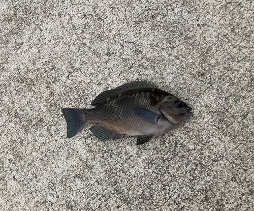 メジナの釣果