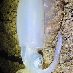 アオリイカ