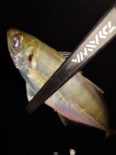 フグの釣果