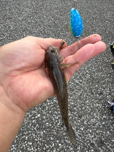 マハゼの釣果