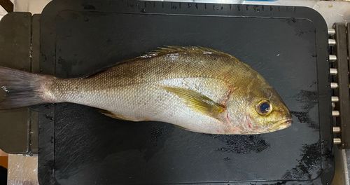 イサキの釣果