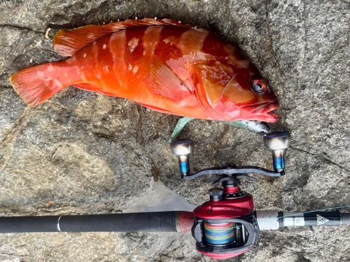 アカハタの釣果