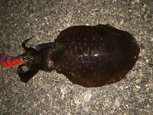 アオリイカの釣果