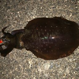 アオリイカ