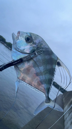 イトヒキアジの釣果