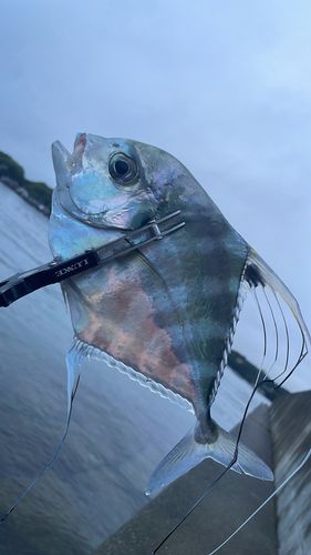的矢湾