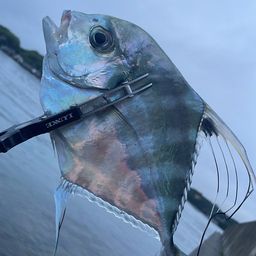 イトヒキアジ