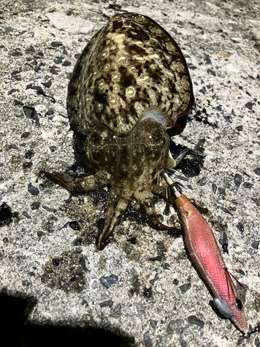 コウイカの釣果