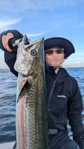 サゴシの釣果