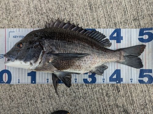 チヌの釣果