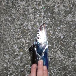 タチウオ