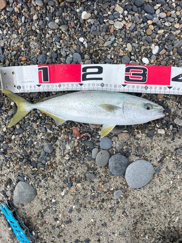 ワカシの釣果