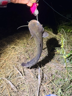 ニホンナマズの釣果