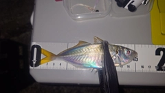 マアジの釣果