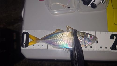 マアジの釣果