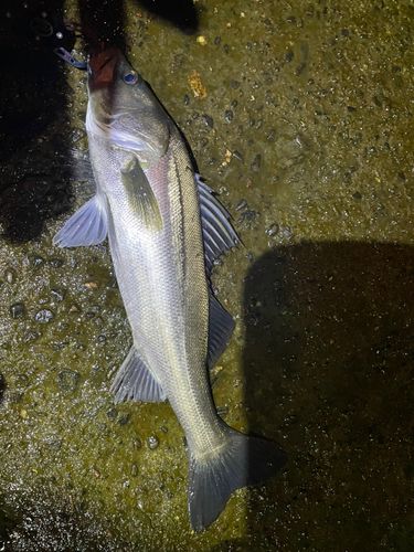 フッコ（マルスズキ）の釣果
