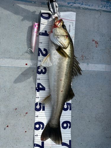 シーバスの釣果