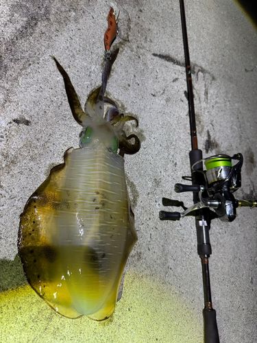 アオリイカの釣果