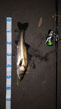 シーバスの釣果