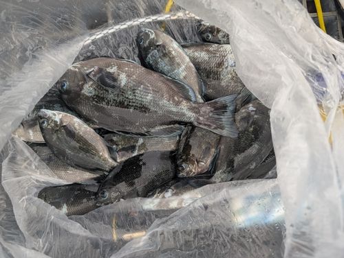 グレの釣果