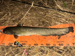 ナマズの釣果