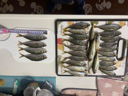 アジの釣果