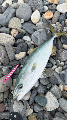 ワカシの釣果