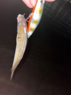 アカカマスの釣果