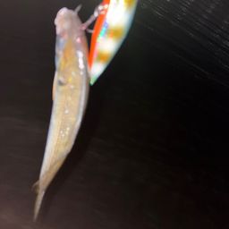 アカカマス